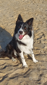 Border collie per accoppiamento