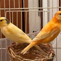 Coppia di canarini + GABBIA