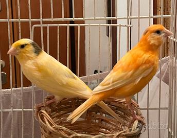 Coppia di canarini + GABBIA