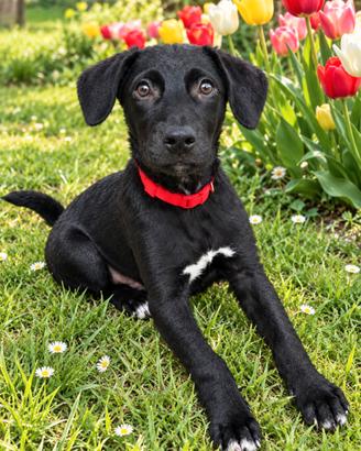 Amico