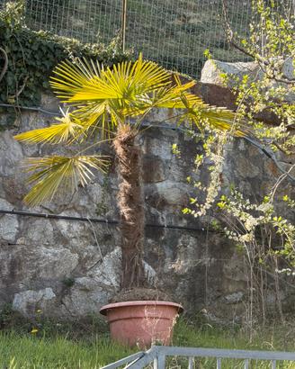 Palma in vaso sempreverde