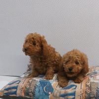 Cucciolo di barboncino