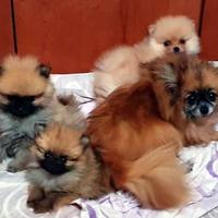 Cuccioli di volpino di pomerania