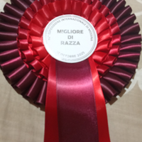 Cuccioli di PMAbruzzese