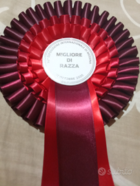 Cuccioli di PMAbruzzese