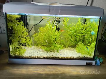 Acquario 40 litri