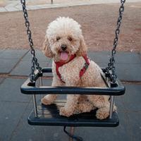 Barboncino Toy Maschio da Monta