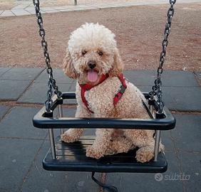 Barboncino Toy Maschio da Monta