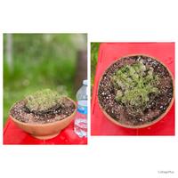 Caudex catus pianta fiore lotto