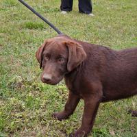 Cucciolo di Labrador - Figlio di Campioni