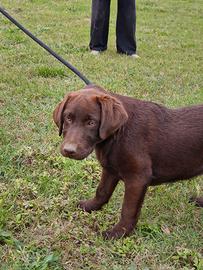 Cucciolo di Labrador - Figlio di Campioni