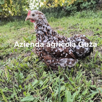 Galli galline cocincina