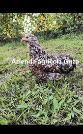 Galli galline cocincina