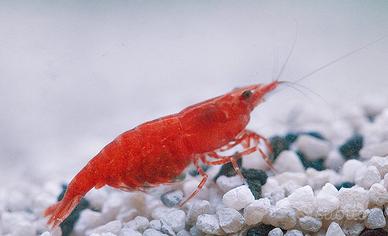 Neocaridina gamberetti lumache pesci per acquario