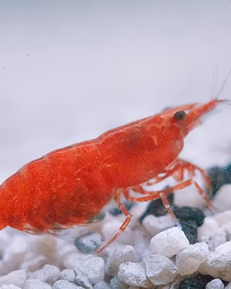 Neocaridina gamberetti lumache pesci per acquario
