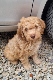 Cuccioli di lagotto romagnolo