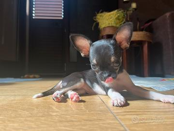 Chiwawa
