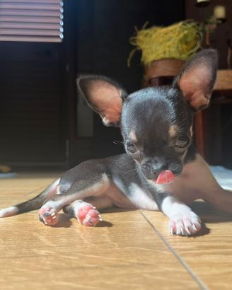 Chiwawa