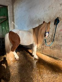 Pony mini shetland