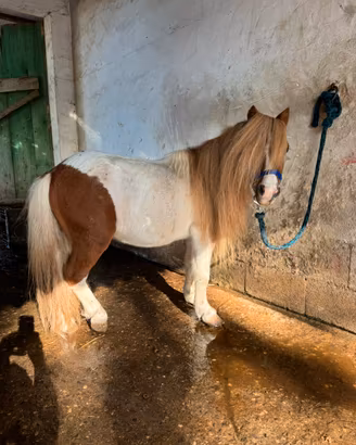 Pony mini shetland