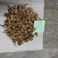 Bulbi di zafferano biologici 