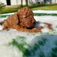 Cuccioli di barboncino nano con pedigree enci