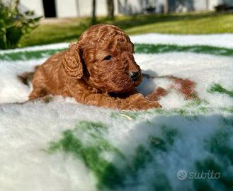 Cuccioli di barboncino nano con pedigree enci