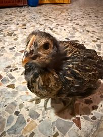 Galline e galli