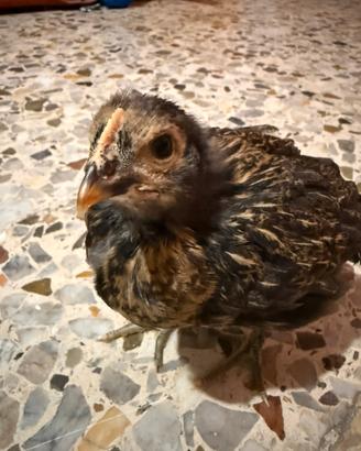 Galline e galli