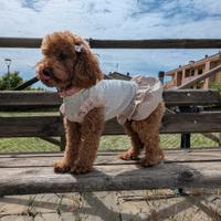 Barboncina Toy per accoppiamento