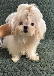 Maltese coreano maschio