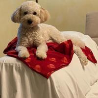 Femmina barbone nano grande