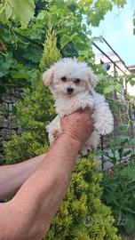 Maltipoo