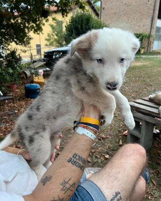 Cuccioli pastore australiano