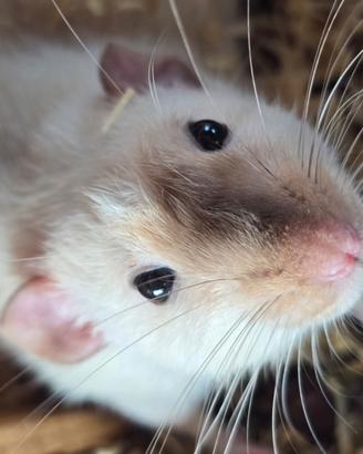 Ratti dumbo da compagnia mi trovo a bergamo