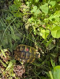 Tartaruga di terra Testudo Graeca