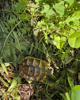 Tartaruga di terra Testudo Graeca