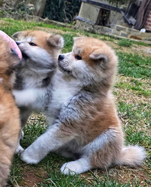 Cuccioli Akita Inu