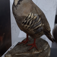 Uccelli