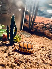 Testudo kleinmanni