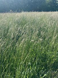 Erba in piedi di prato spontaneo per fieno