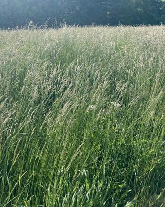 Erba in piedi di prato spontaneo per fieno