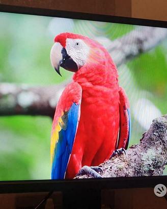 Monitor LED ruotabile 24"