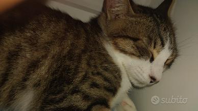 Gatto Tabby