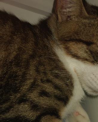 Gatto Tabby