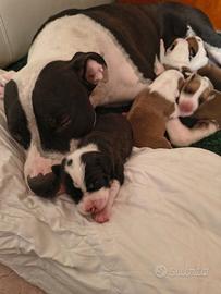 Amstaff
