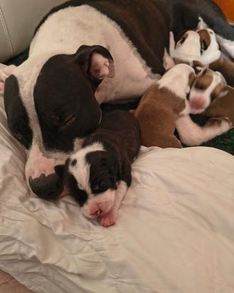 Amstaff