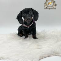 Maschietti Bassotto Black