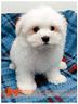 cuccioli-di-maltese