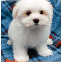 Cuccioli di MALTESE